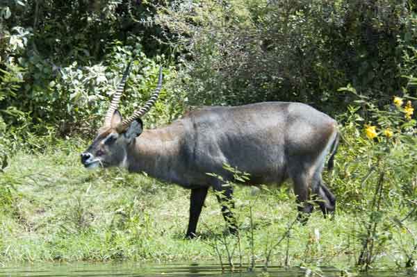 Antílope de Agua  - lago Naivasha - Kenia.jpg